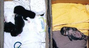 5cats in 2box